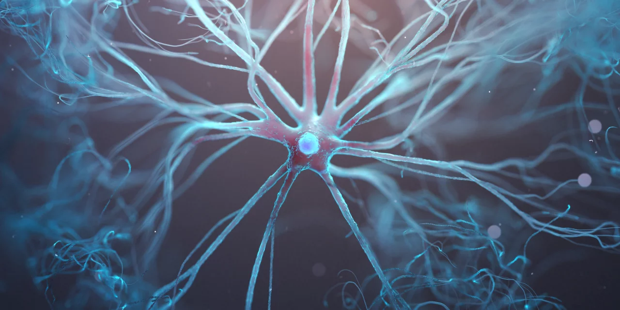 3d rendered graphic of an astrocyte cell close up on the body, with the cell nucleus inside and processes extending out to blood vessels and neurons.