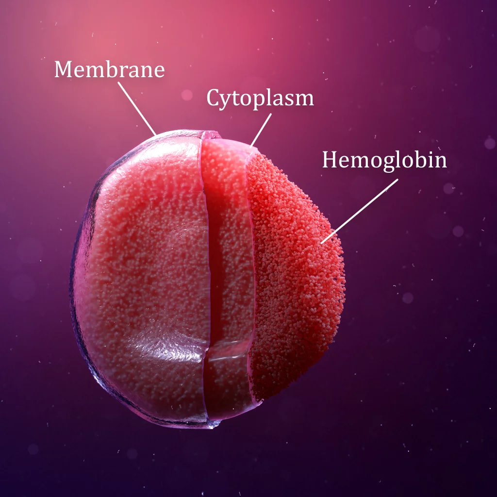 Red Blood Cell Structure